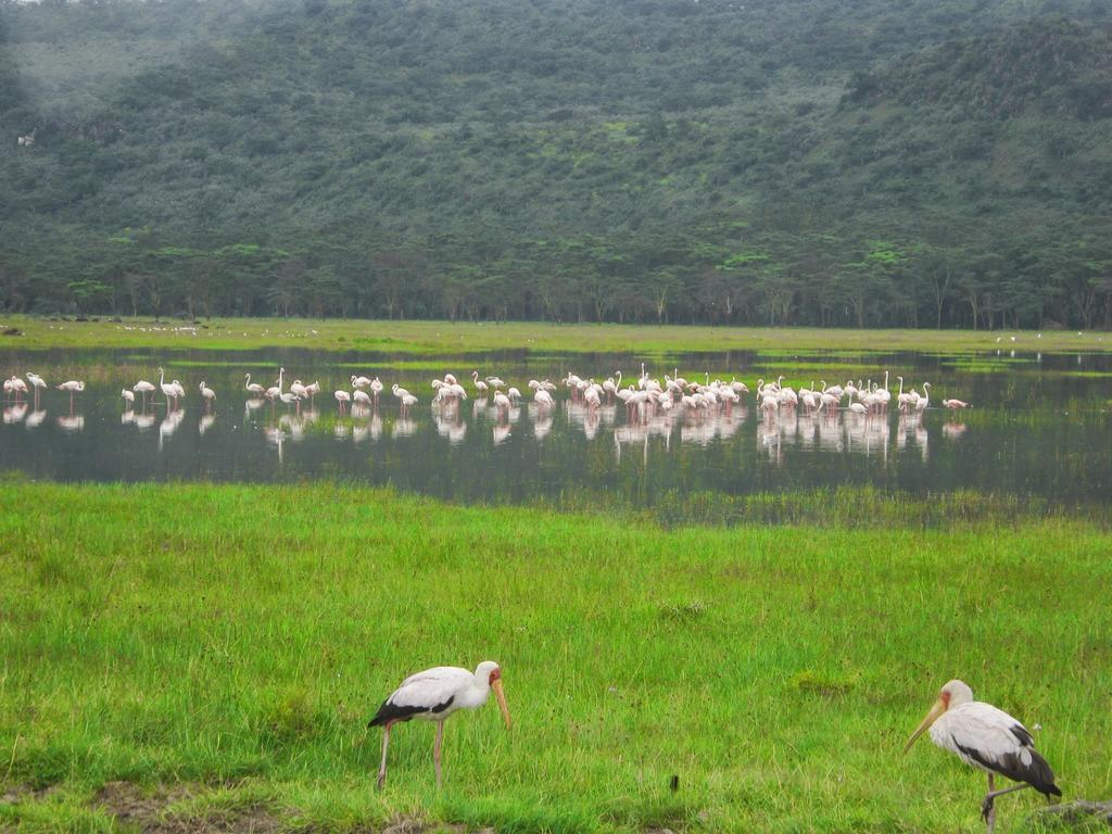 Lake Naivasha Resort Kültér fotó
